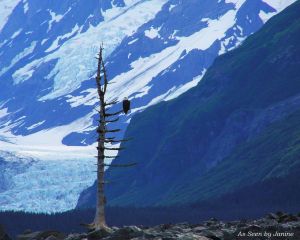 1a-Guardian of the Glaciers Bald Eagle on Bare Tree Viewed from Kayak in Prince William Sound.jpg